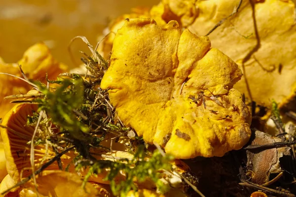 黄色食用菌 — 图库照片