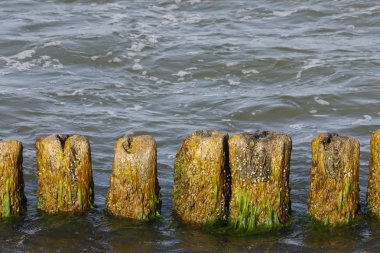 Ahşap dalgakıran direkleri üzerinde yosun