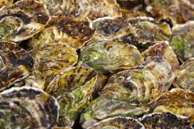 Birçok istiridyeden oluşturulan arka plan