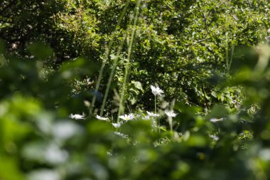 Papatya çiçekleri yoğun bitki örtüsü arasında büyür