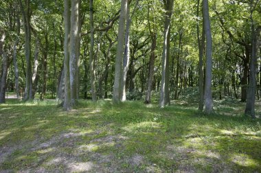 Yoğun ağaçlar ve diğer bitki örtüsü
