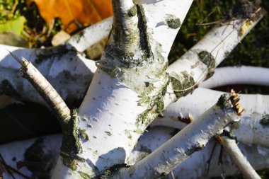 yakıt huş yakacak odun