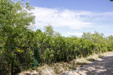 Kumul ve bitkileri çitin arkasında.