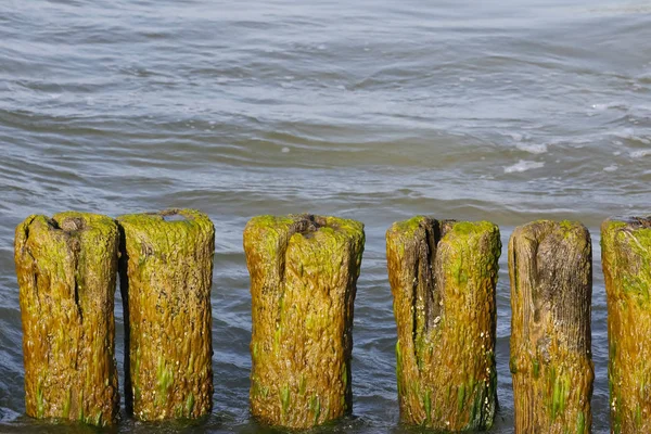 Un viejo rompeolas cubierto de algas —  Fotos de Stock