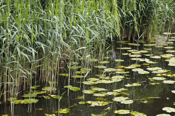 Озеро с листьями лилии и тростниковыми растениями — стоковое фото