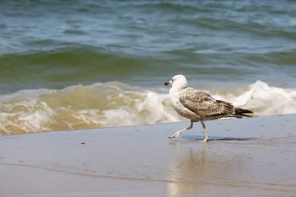 カモメが海の波を観察する散歩 — ストック写真