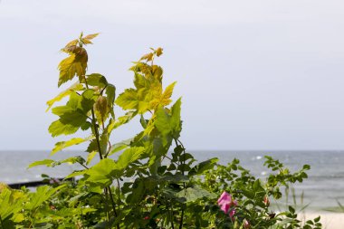 Denizdeki kum tepelerinde yabani bitki örtüsü var.
