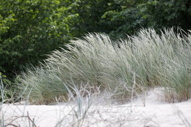 Kum tepeleri üzerinde vahşi bitkiler büyümek