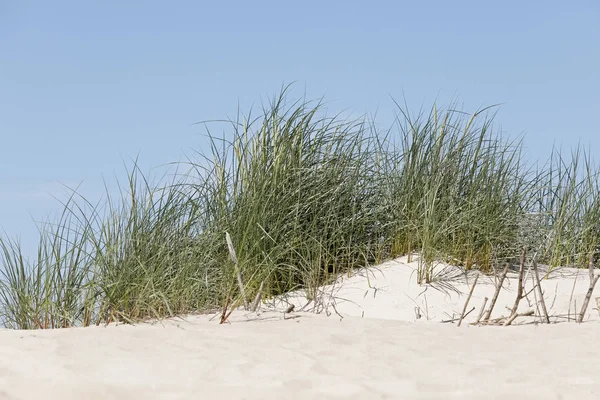 There are grasses growing on the dunes — Stock Photo, Image