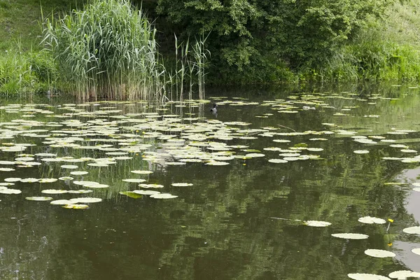 В водах озера листья лилии. — стоковое фото