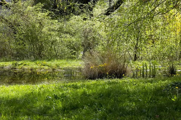 Среди пышной растительности есть маленький пруд. — стоковое фото