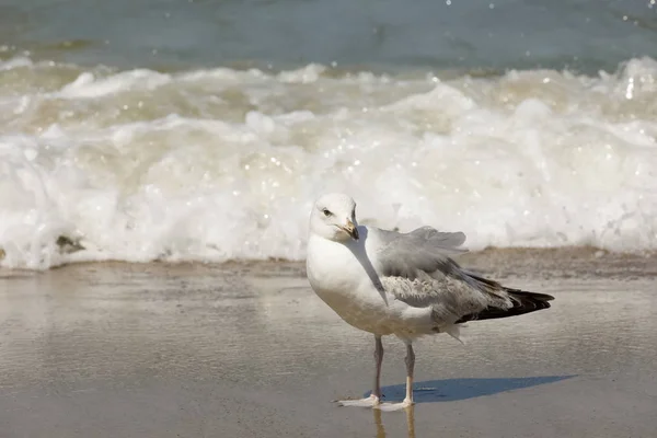 Pájaro salvaje en una playa de arena — Foto de Stock