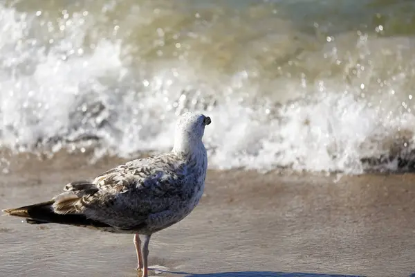 今後の海の波を待つ野生の海鳥 — ストック写真
