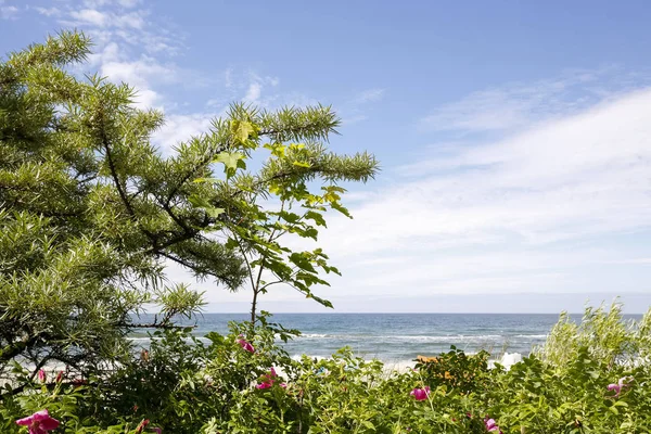 海の向けの砂丘には野生の植物がいる ロイヤリティフリーのストック画像