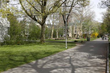 Ağaçlar arasındaki yollar