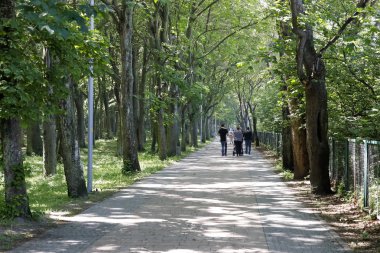 Parkta bir yürüyüş parkuru