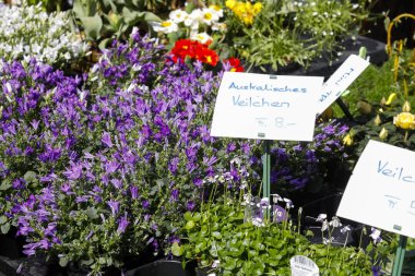 Bahar bitkileri satışa hazır