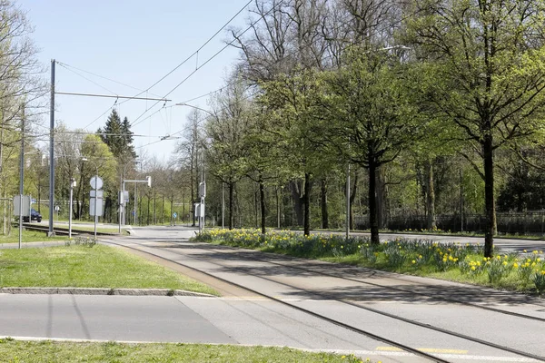 Ci sono un sacco di alberi in questo distretto — Foto Stock