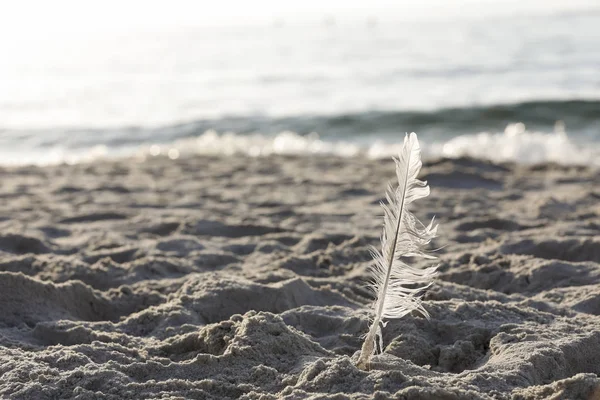 A bird lost its feather in the sand by the shore