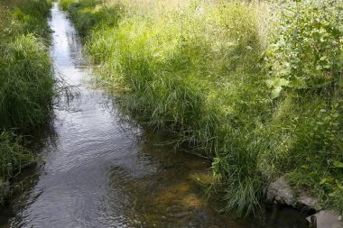 Kanal boyunca yoğun büyüyen otlar