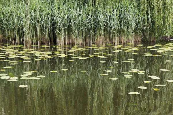 Озеро с растительностью — стоковое фото