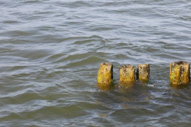 Dalgakırandan geriye sadece birkaç kutup kaldı.