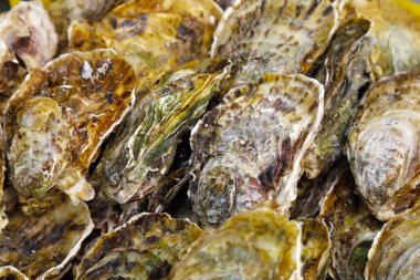 Balık pazarında istiridye