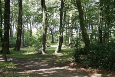 Yaşlı ağaçlar arasında park sokakları