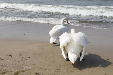 Kuğular Baltık Denizi'nin yanında.