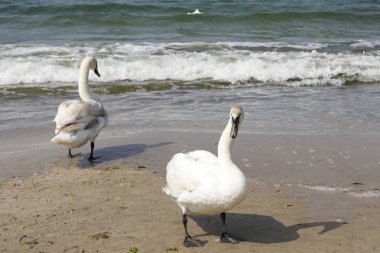 Denizin yanında kuğular var.