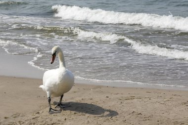Denizin yanında bir kuğu var. 