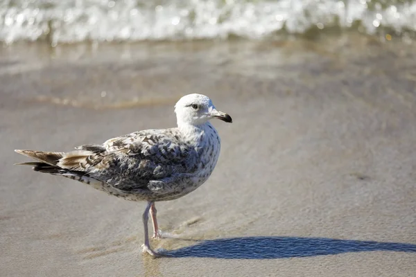 海辺の海鳥1羽 — ストック写真