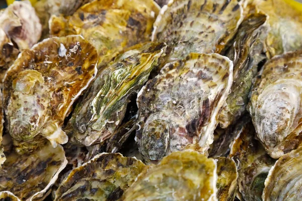 Balık pazarında istiridye