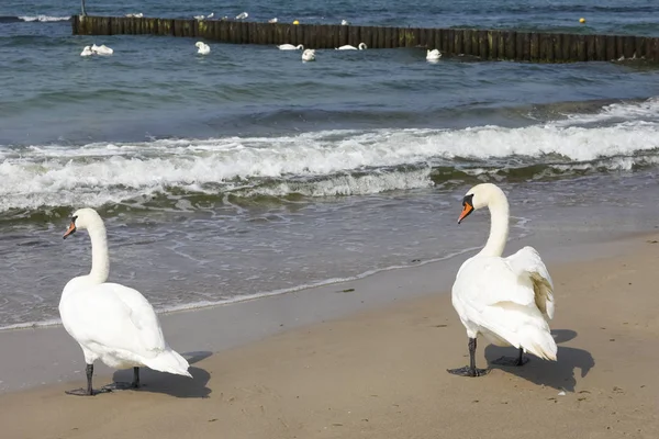 İki kuğu denize bakıyor.