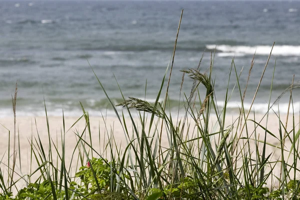 Άγρια χόρτα μεγαλώνουν δίπλα στη θάλασσα στους αμμόλοφους — Φωτογραφία Αρχείου
