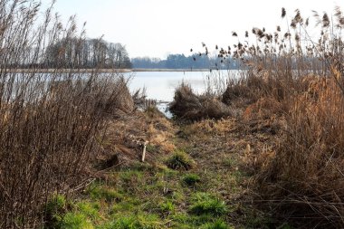 Üzerinde çeşitli otlar olan nehir kıyısı. Bu manzara Polonya 'daki Narew Nehri tarafından görülebilir..