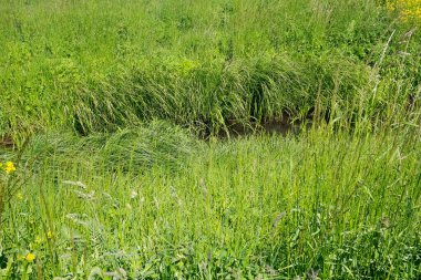 Varşova 'da Goclaw adında bir konut arazisinden akan dar kanalın her iki tarafındaki çimenlerin sulu yeşilliği..