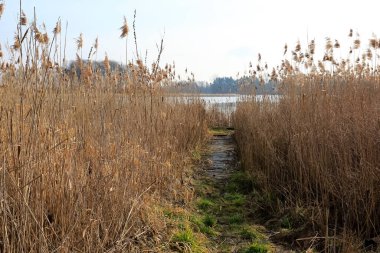 Nehir kenarına giden yol sık sazlıklar arasından geçer. Bu manzara Polonya 'daki Narew Nehri tarafından görülebilir..