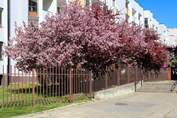 Flowering trees grow near multi-family buildings in a housing estate called Goclaw in Warsaw.