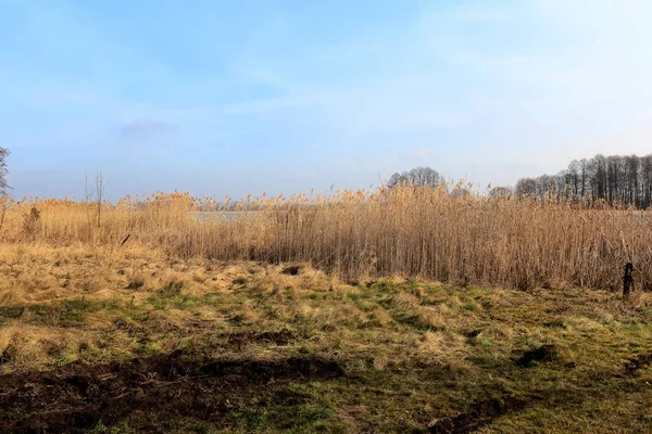 Grasses and variety of reeds can be seen at the riverbank. This view can be seen by the Narew River in Poland.