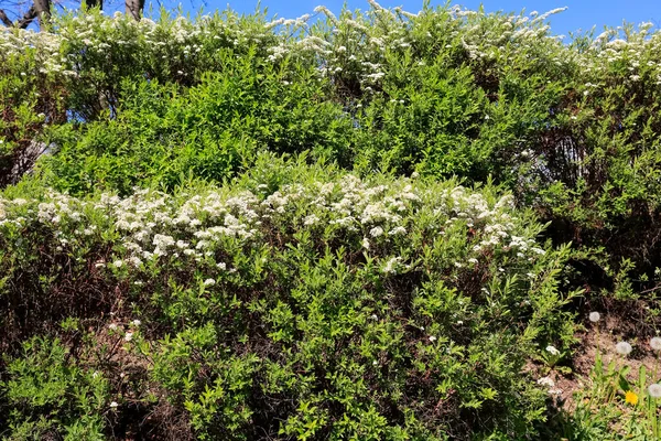 一排排白色小花的灌木形成了树篱 春天可以在这里看到 — 图库照片