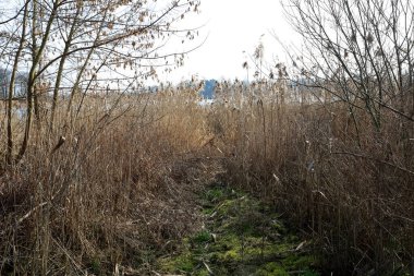 Ağaçları, sazlıkları ve otlarıyla nehir kıyısında bir nehir kıyısı burada görülebilir. Bu manzara Polonya 'daki Narew Nehri tarafından görülebilir..