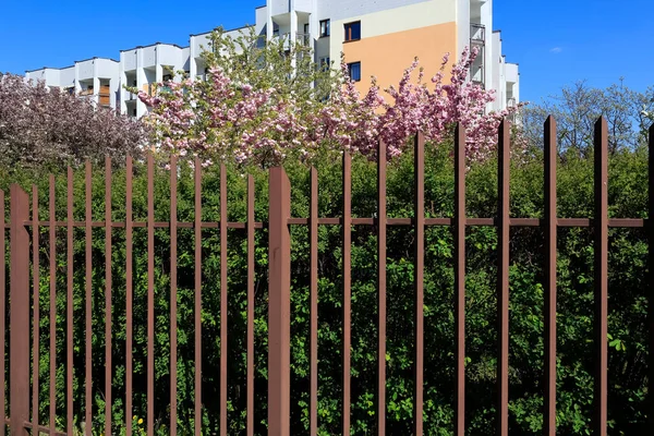 Detrás Cerca Hay Seto Verde Árbol Plena Floración Flores Rosadas — Foto de Stock