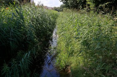 Su kanalının her iki tarafı da yoğun sazlıklarla kaplıdır ve burada, Varşova bölgesinde yerel olarak Goclaw olarak bilinir.. 