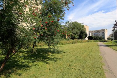 Varşova 'daki Goclaw konutlarındaki yerleşim yerlerinin yakınlarındaki Rowan ağacı manzarası.