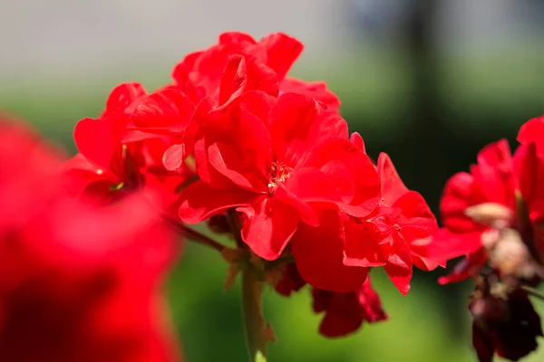 Červené Muškát Květiny Zahradě Jsou Zobrazeny Zblízka — Stock fotografie