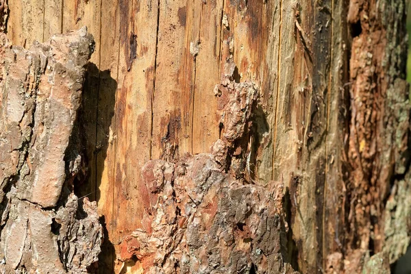 Stam Van Een Oude Dennenboom Aan Het Rotten Het Met — Stockfoto