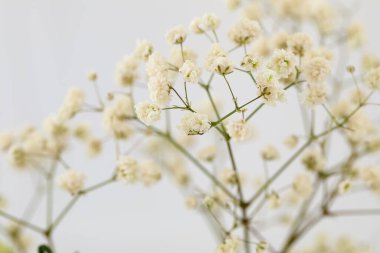 Bir sürü küçük beyaz çıngıraklı ağaç dalları..