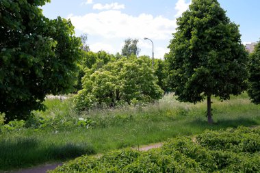 Varşova 'daki Goclaw konutlarındaki geniş bir park alanında ağaçlar ve çalılar..