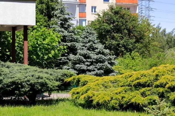 Üppige Und Dekorative Pflanzen Wachsen Der Nähe Von Wohngebäuden Einer — Stockfoto